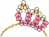 beaniecrown3.gif (6512 bytes)