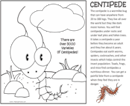 Centipede