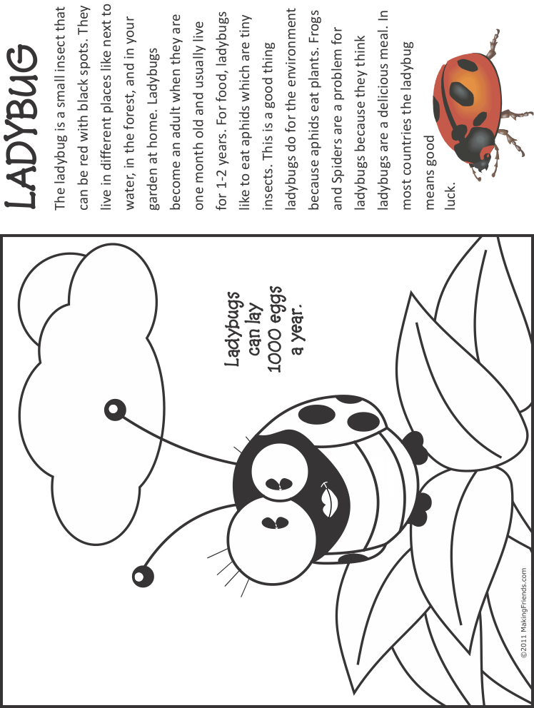 Ladybug