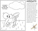 mosquito