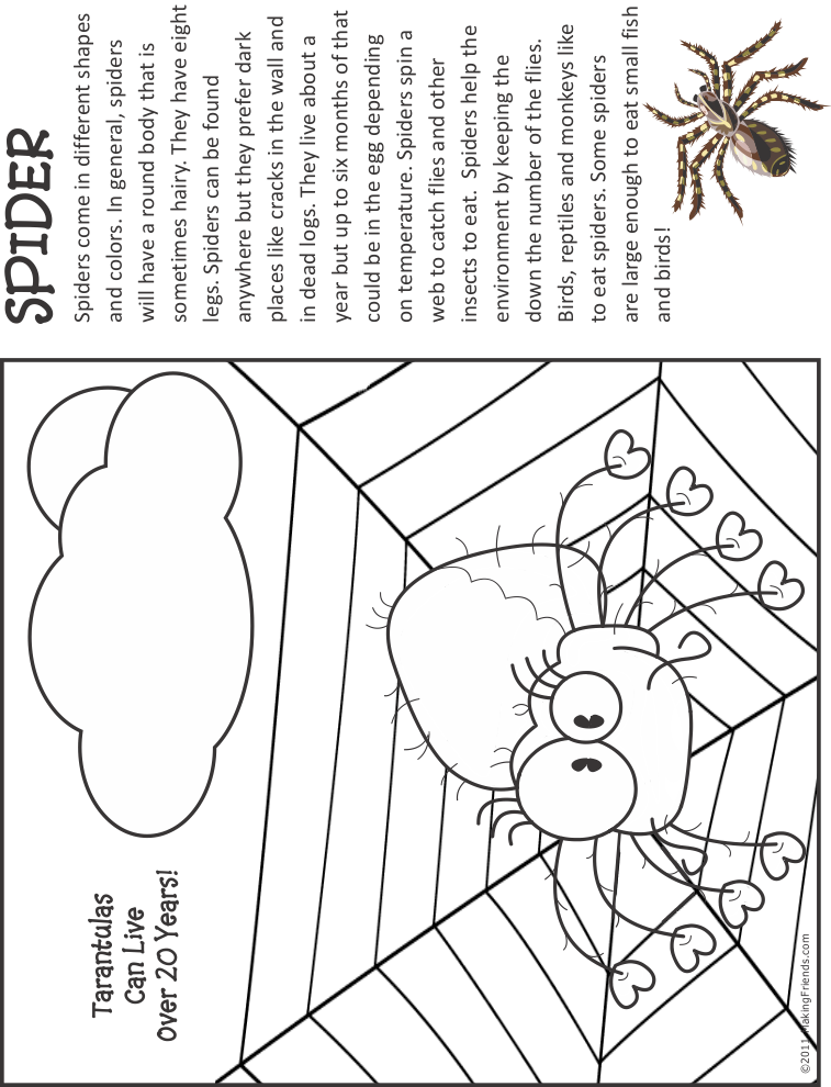 Spider