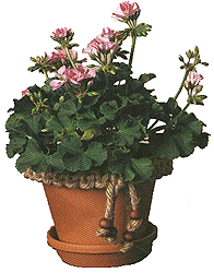 macrame_plant.gif (29008 bytes)