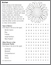 Aster Flower