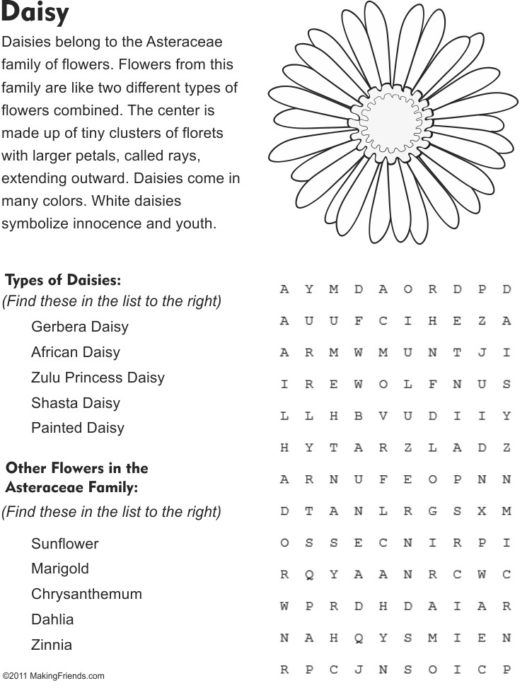 Daisy Flower