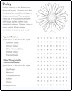Daisy Flower