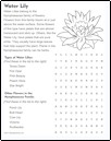 Water lily Flower 