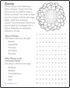 Zinna Flower